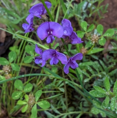 Swainsona sericea (Silky Swainson-Pea) at Hughes, ACT - 31 Oct 2020 by JackyF