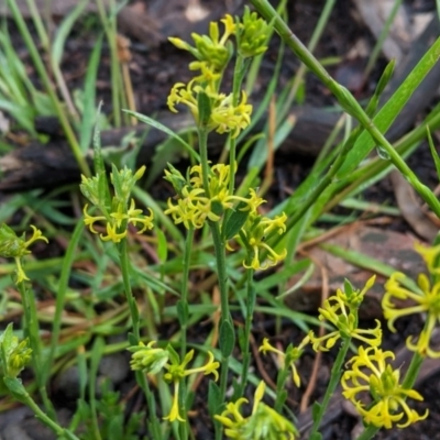 Pimelea curviflora (Curved Rice-flower) at Hughes, ACT - 31 Oct 2020 by JackyF