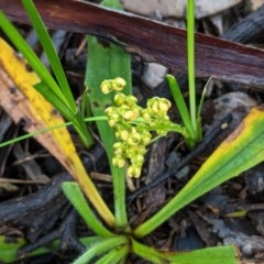 Lomandra filiformis (Wattle Mat-rush) at Federal Golf Course - 31 Oct 2020 by JackyF