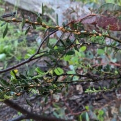 Phacelococcus bursaria (Blackthorn felted scale) at Hughes, ACT - 31 Oct 2020 by JackyF