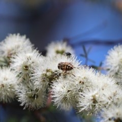 Eristalinus punctulatus (Golden Native Drone Fly) at Barton, ACT - 14 Nov 2019 by Tammy