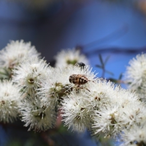 Eristalinus punctulatus at Barton, ACT - 14 Nov 2019 12:42 PM