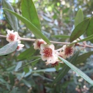 Atherosperma moschatum at Rossi, NSW - 13 Sep 2015