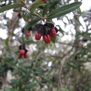 Pittosporum bicolor at Rossi, NSW - 26 Apr 2015