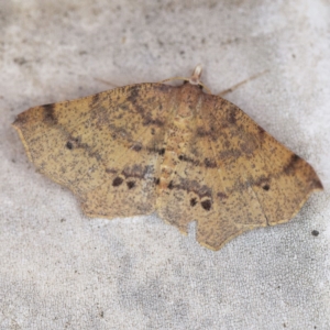 Rhinodia rostraria at O'Connor, ACT - 23 Oct 2019 10:57 PM