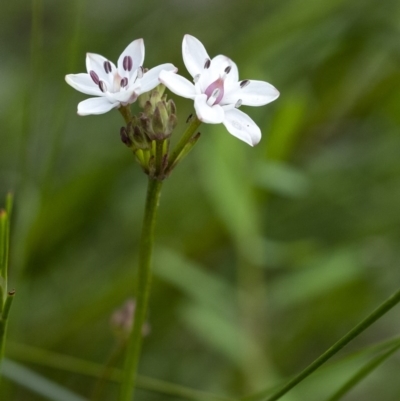 Burchardia umbellata (Milkmaids) at Bundanoon, NSW - 15 Oct 2020 by Aussiegall