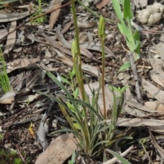 Stylidium graminifolium at Kaleen, ACT - 5 Oct 2020