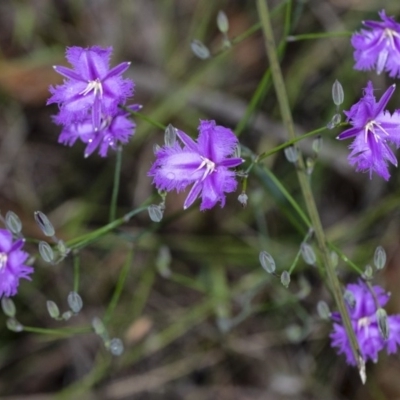 Thysanotus tuberosus subsp. tuberosus (Common Fringe-lily) at Penrose - 16 Oct 2020 by Aussiegall