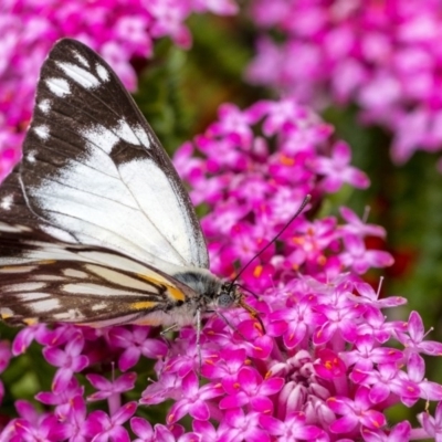 Belenois java (Caper White) at Penrose, NSW - 20 Oct 2020 by Aussiegall