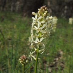 Stackhousia monogyna (Creamy Candles) at Kaleen, ACT - 5 Oct 2020 by MichaelBedingfield