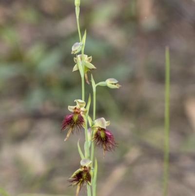 Calochilus paludosus (Strap Beard Orchid) at Penrose - 23 Oct 2020 by Aussiegall