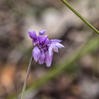 Sowerbaea juncea (Vanilla Lily) at Penrose - 17 Oct 2020 by Aussiegall