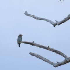 Eurystomus orientalis (Dollarbird) at Penrose - 21 Oct 2020 by Aussiegall