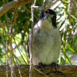 Cracticus torquatus at Florey, ACT - 1 Nov 2020 12:01 PM