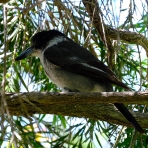 Cracticus torquatus at Florey, ACT - 1 Nov 2020 12:01 PM