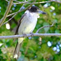 Cracticus torquatus at Florey, ACT - 1 Nov 2020 12:01 PM