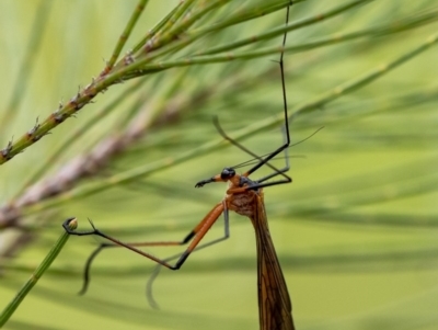 Harpobittacus australis (Hangingfly) at Penrose, NSW - 27 Oct 2020 by Aussiegall