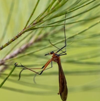 Harpobittacus australis (Hangingfly) at Penrose, NSW - 27 Oct 2020 by Aussiegall