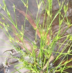 Juncus bufonius (Toad Rush) at Majura, ACT - 28 Oct 2020 by JaneR