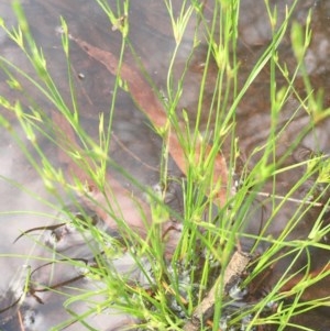 Juncus bufonius at Majura, ACT - 28 Oct 2020 04:40 PM