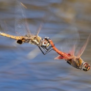 Tramea loewii at Forde, ACT - 15 Oct 2020