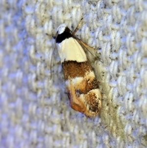 Euphiltra eroticella at O'Connor, ACT - 23 Oct 2019 10:49 PM