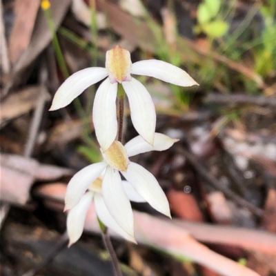 Caladenia moschata (Musky Caps) at Carwoola, NSW - 1 Nov 2020 by MeganDixon