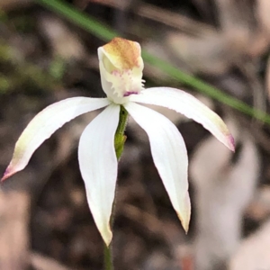 Caladenia moschata at Carwoola, NSW - 1 Nov 2020