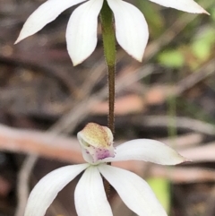 Caladenia moschata at Carwoola, NSW - 1 Nov 2020