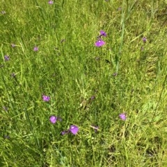 Utricularia dichotoma (Fairy Aprons, Purple Bladderwort) at Stromlo, ACT - 1 Nov 2020 by NickiTaws