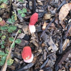 Phallus rubicundus at Garran, ACT - 31 Oct 2020