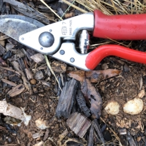 Phallus rubicundus at Garran, ACT - 31 Oct 2020