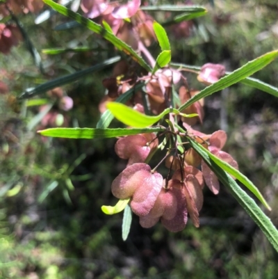 Dodonaea viscosa (Hop Bush) at Bruce, ACT - 31 Oct 2020 by goyenjudy