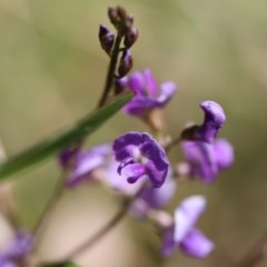 Glycine clandestina (Twining Glycine) at Corunna, NSW - 1 Nov 2020 by LocalFlowers