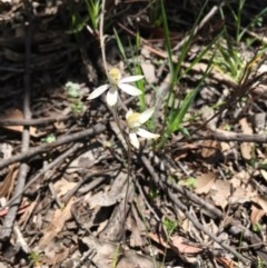 Caladenia moschata at Acton, ACT - 1 Nov 2020