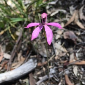 Caladenia congesta at Acton, ACT - 1 Nov 2020