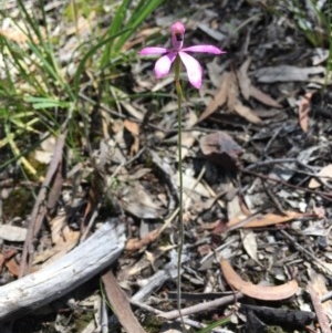 Caladenia congesta at Acton, ACT - 1 Nov 2020