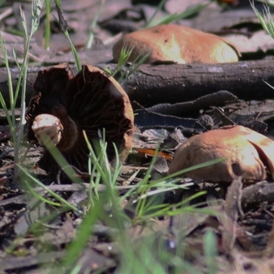 Agaricus sp. (Agaricus) at WREN Reserves - 31 Oct 2020 by KylieWaldon