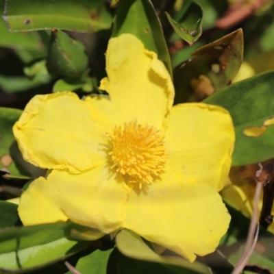 Hibbertia scandens (Climbing Guinea Flower) at Corunna, NSW - 1 Nov 2020 by LocalFlowers