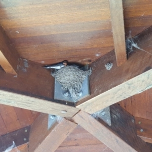 Hirundo neoxena at Barton, ACT - 19 Oct 2020