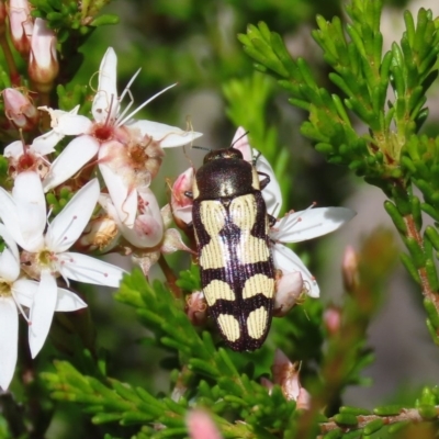 Castiarina decemmaculata (Ten-spot Jewel Beetle) at Theodore, ACT - 1 Nov 2020 by Owen