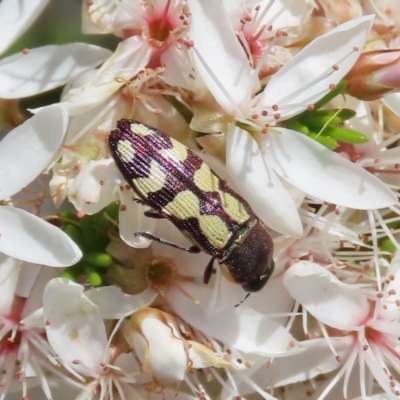 Castiarina decemmaculata (Ten-spot Jewel Beetle) at Theodore, ACT - 1 Nov 2020 by owenh