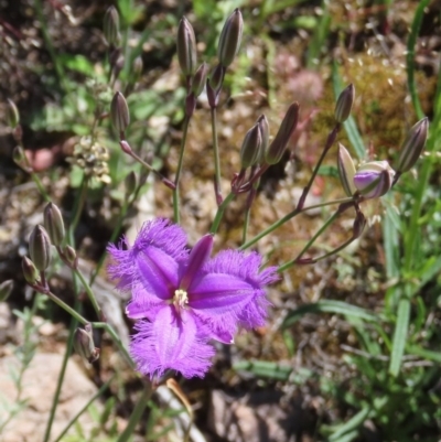 Thysanotus tuberosus subsp. tuberosus (Common Fringe-lily) at Tuggeranong Hill - 1 Nov 2020 by Owen