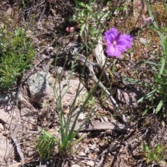 Thysanotus tuberosus subsp. tuberosus at Theodore, ACT - 1 Nov 2020