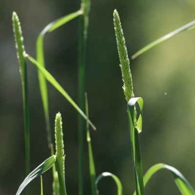 Phalaris aquatica (Phalaris, Australian Canary Grass) at West Wodonga, VIC - 1 Nov 2020 by KylieWaldon