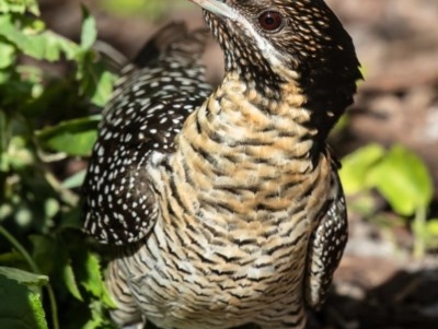 Eudynamys orientalis (Pacific Koel) at Macgregor, ACT - 1 Nov 2020 by Roger