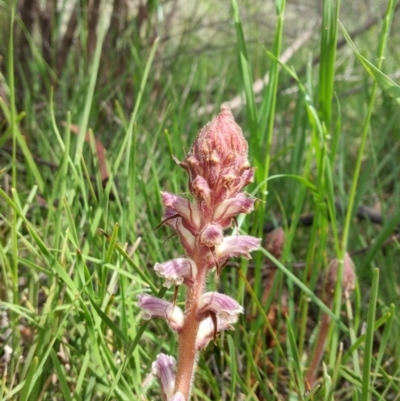 Orobanche minor (Broomrape) at Holt, ACT - 17 Oct 2020 by EllyK