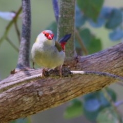 Neochmia temporalis (Red-browed Finch) at Felltimber Creek NCR - 1 Nov 2020 by Kyliegw