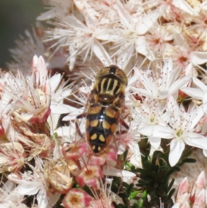 Eristalinus punctulatus at Theodore, ACT - 1 Nov 2020