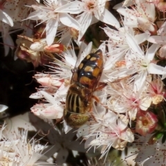 Eristalinus punctulatus at Theodore, ACT - 1 Nov 2020 12:55 PM